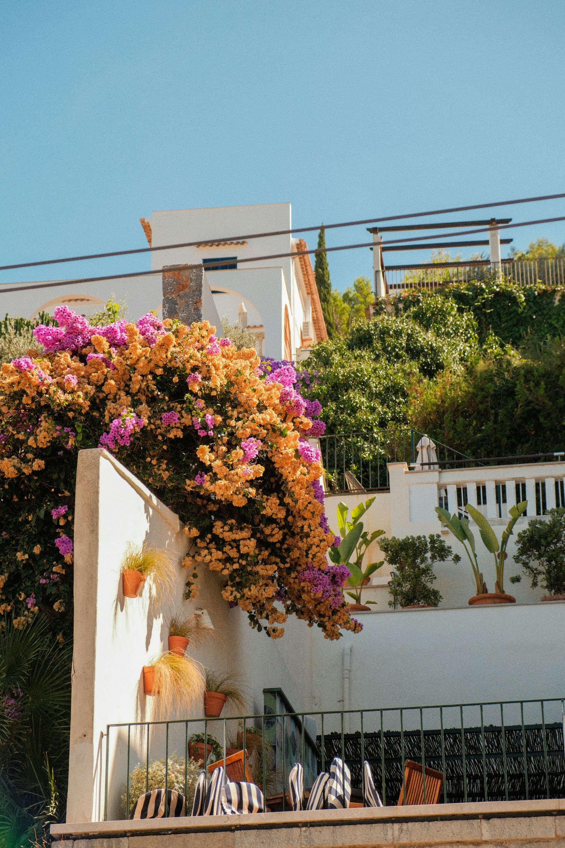 Maintenance de jardin par les experts Vertuoses