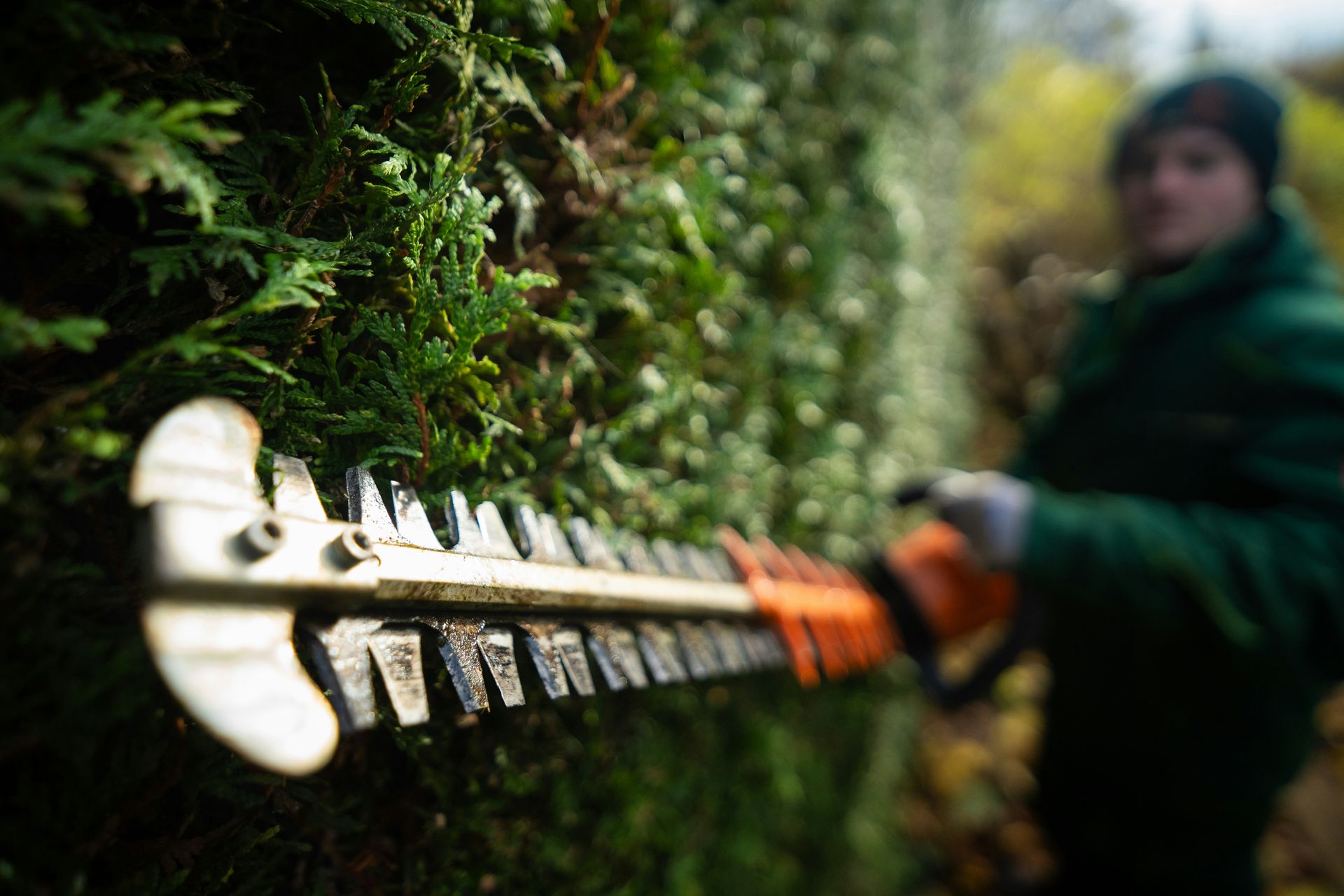 Entretien de jardin professionnel à Strasbourg